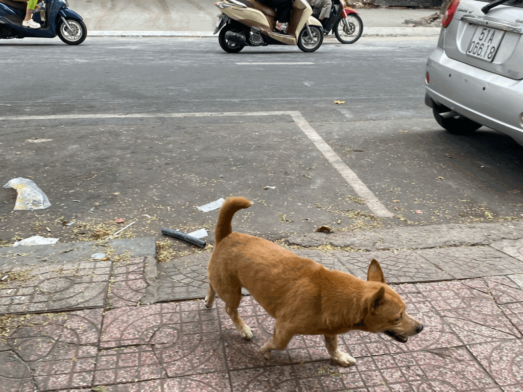 ホーチミン 犬